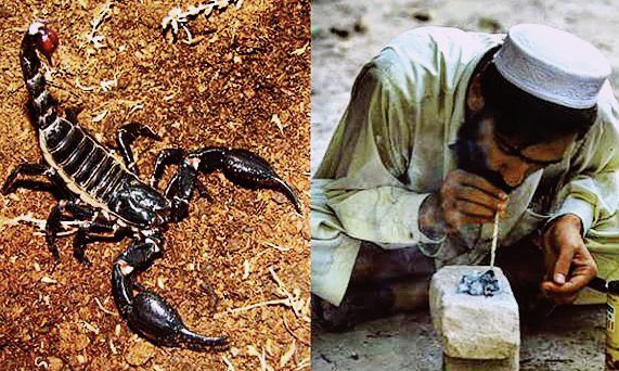 South Asia Smoking Scorpion