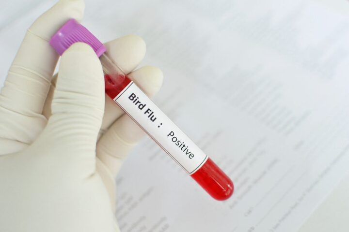 H5N1 Bird Flu WHO