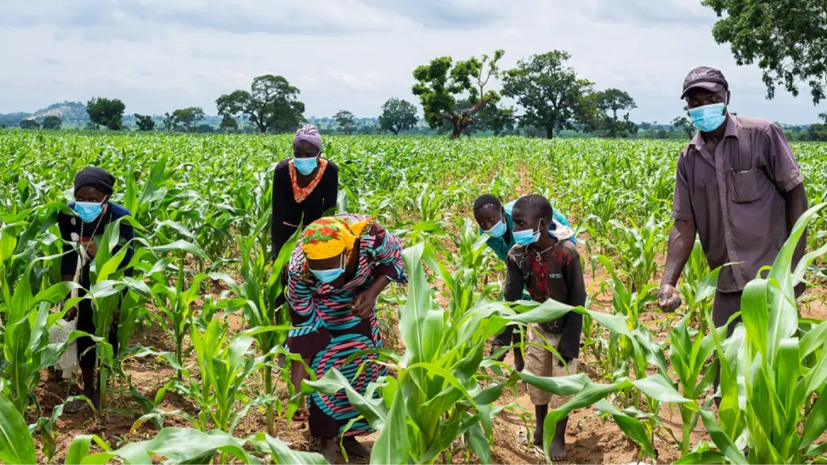 Nigeria's FG Launches Bill Gates-Funded GMO Seeds, Names It TELA Maize Variety