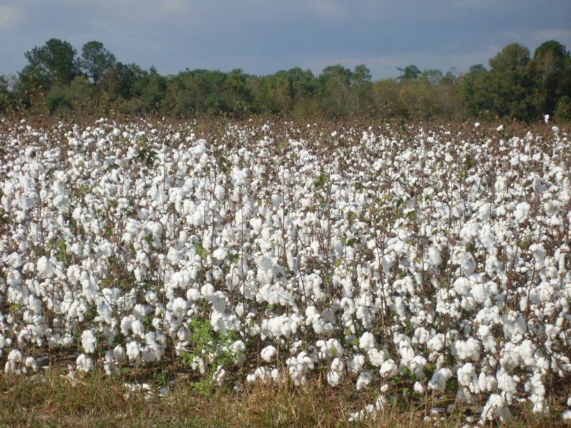 Mali Leading Cotton Producer
