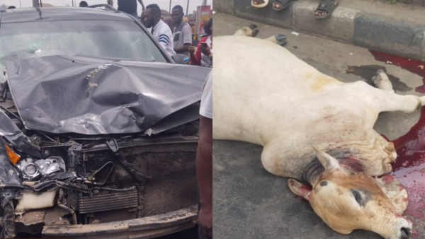 As Open Grazing Persists, SUV Rams into Cattle on Lagos Highway