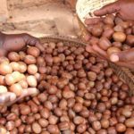 Togo Shea Nut Exports