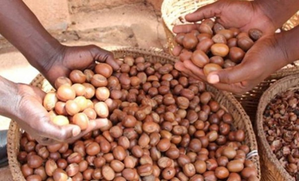 Togo Shea Nut Exports