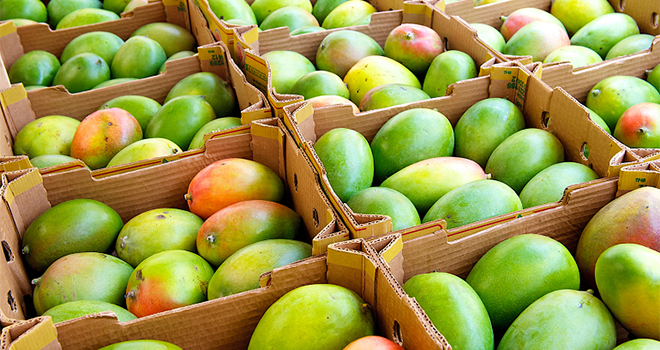 Mali Mango Industry Economy